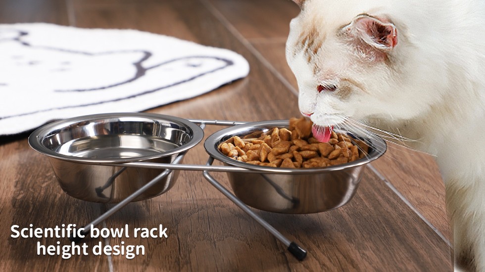 best cat bowl