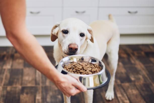 Dog Food Bowl