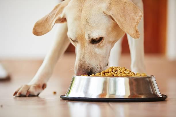 Stainless steel pet bowl